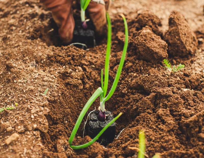 green snake on brown soil