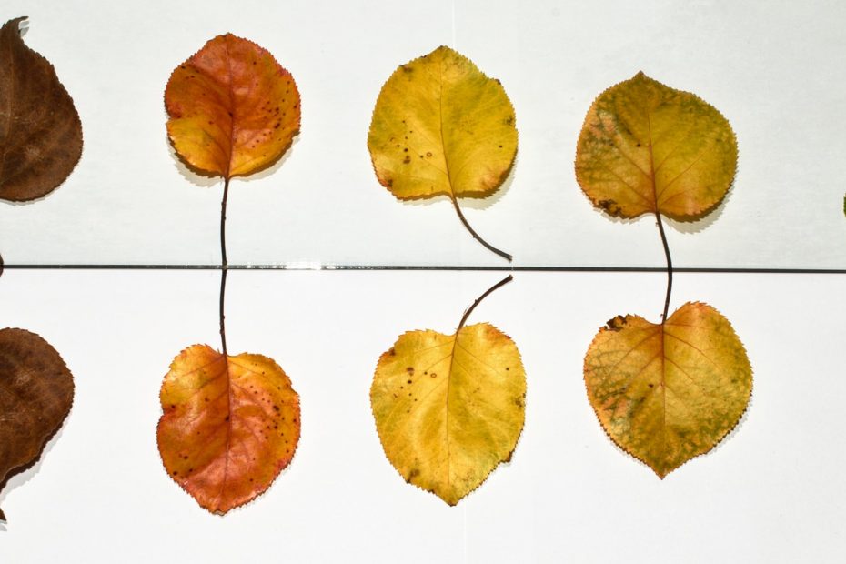 yellow and brown leaves on white ceramic tiles