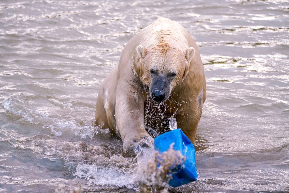 a polar bear in the water with a blue bag
