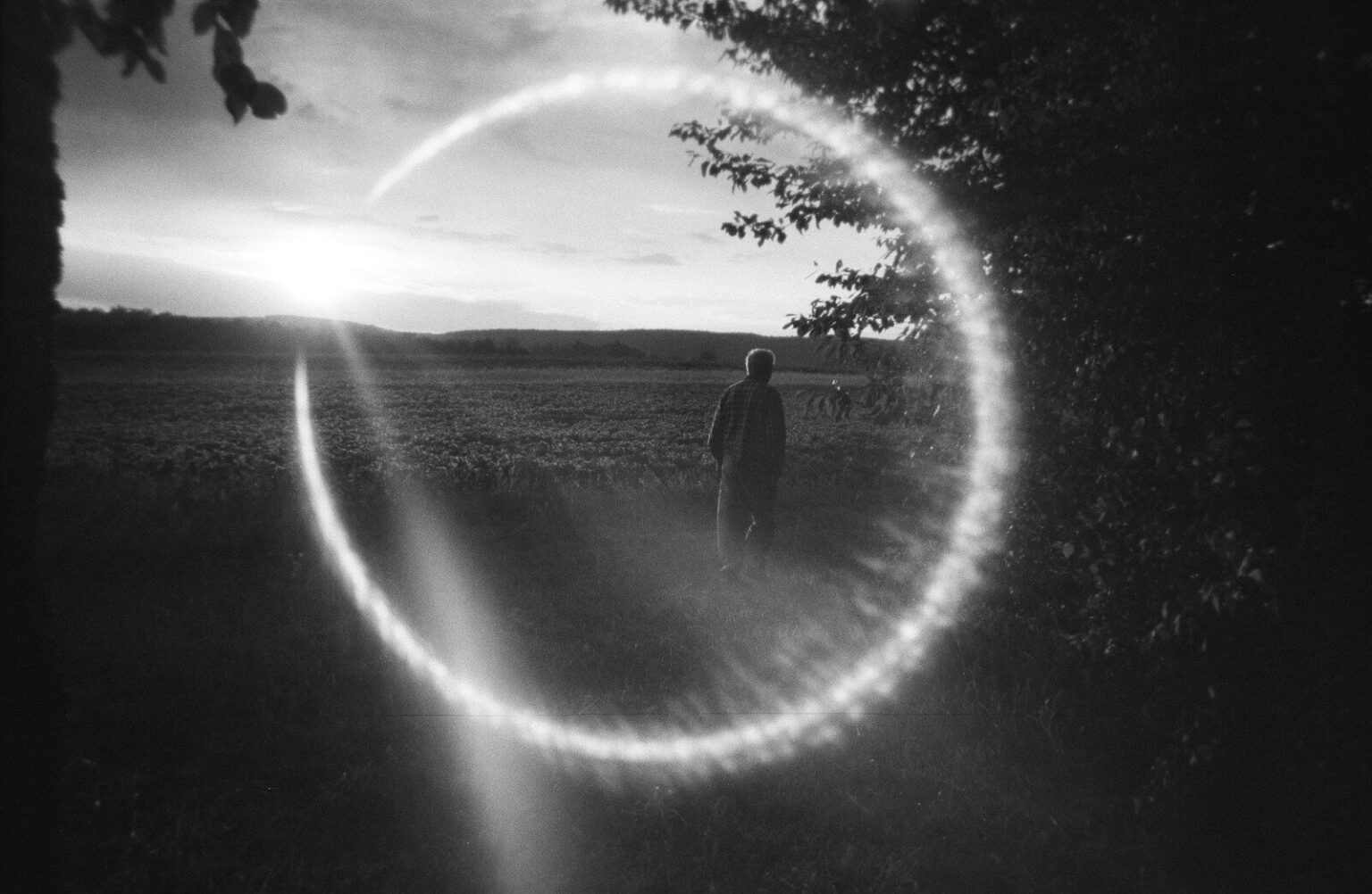 A person walking through a field toward a low sun with lens flare
